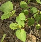 Image result for Boerhavia diffusa