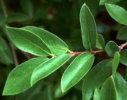 Image result for Pteleopsis