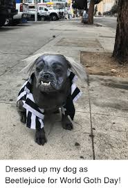 A page for describing ymmv: Dressed Up My Dog As Beetlejuice For World Goth Day Beetlejuice Meme On Me Me