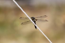 Image result for site:byggahus.se Macro