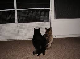 Living with a clawed cat cat friendly homes. Keeping Cats From Scratching Screens Cats Cat Proofing Screen Door Protector