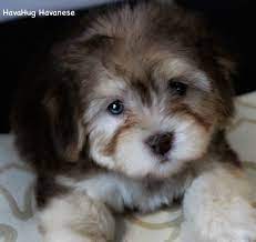 Breeder of the most beautiful chocolate havanese! The World S Most Beautiful Havanese Puppies 3 Www Havahughavanese Com Puppies Near Me Puppies Havanese Puppies