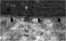 Part b courtesy of christopher j. Corneal Epithelial Basement Membrane Structure Function And Regeneration Sciencedirect
