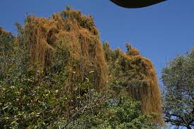 Image result for Cassytha