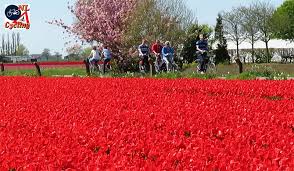 In addition, you will need to select a time slot via our keukenhof is not located in amsterdam, but in a beautiful rural area south of the dutch capital. Chasing Tulips In South Holland Bicycle Dutch