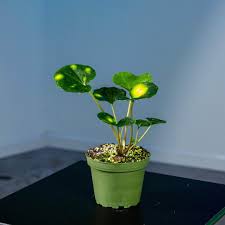 Image result for Geigeria filifolia