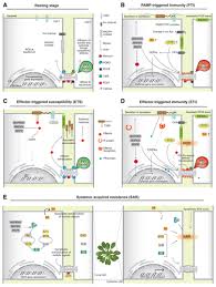 Cell-to-Cell Communication During Plant-Pathogen Interaction