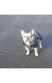 Pet harness for french bulldog small medium dogs leashes pug puppy frenchie pet harness vest walking dog lead leash pet products. Gard K9 Collars Uk French Bulldog Coat And Snood Facebook