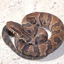 It is a slender snake averaging 2 feet in. Living With Wildlife Poisonous Snakes Water Moccasin Snake Snake