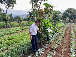 LỢI ÍCH CỦA TRỒNG RAU HỮU CƠ