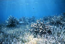 Stop Producing Sunscreen That Kills Coral Reefs