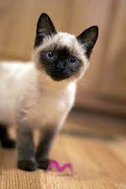 Siamese kittens can be purchased at a pet store, from a breeder, or at a shelter. Pin On Cat