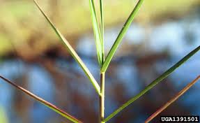 Image result for Panicum repentellum