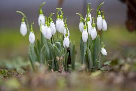 Az erdők aljáról nem lehet büntetlenül kitakarítani a vadvirágokat. Nyilik A Hovirag Az Orszagban Friss Fotokon A Tavasz Korai Hirnokei Terasz Femina