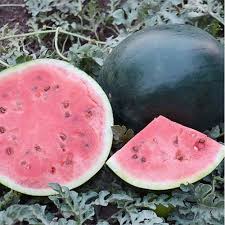 The cantaloupe never germinated, and the one sugar baby that grew is only just now beginning to flower, so i doubt if i'll get watermelon from it this year. 25 Of The Best Watermelon Varieties Gardener S Path
