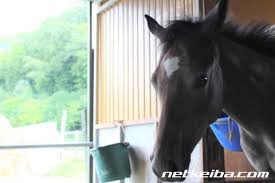 指数 順位 指数 馬番 馬名; ãƒŸãƒ³ãƒŠãƒŽãƒ'ãƒ¼ãƒ­ãƒ¼ ç«¶èµ°é¦¬ãƒ‡ãƒ¼ã‚¿ Netkeiba Com