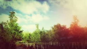 These five nurseries and garden centers will be able to help you with all of your gardening needs! Contact Yano S Nursery