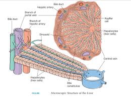 Maybe you would like to learn more about one of these? The Liver Structure And Function Of Digestive System