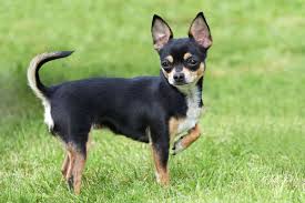 Where chihuahua lovers unite and submit their chihuahua pictures! Facts On The Chihuahua Dog Breed