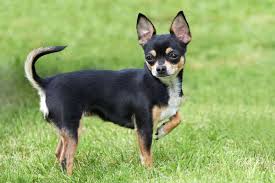 Still, some chihuahuas are 12 to 15 inches (30 to 38 cm) tall though it is debatable if they could be considered as teacup or toy chihuahuas. Facts On The Chihuahua Dog Breed