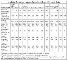 Duck Egg Incubation Guide Related Keywords Suggestions