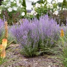 Image result for Perovskia atriplicifolia lacey blue lisslitt photo