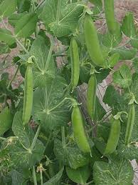 Image result for Pisum sativum