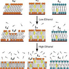 Cell Membrane Composed Of Phospholipid Bilayer, Stabilizing... | Download  Scientific Diagram