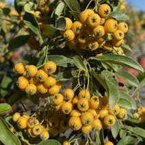 Image result for Pyracantha coccinea soleil d'or