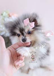 We did not find results for: Blue Teacup Pink Teacup Pomeranian Cuteanimals