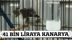 41 Bin Liraya Kanarya Youtube