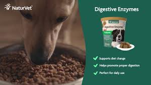 We did not find results for: Digestive Enzymes Powder With Prebiotics Probiotics Naturvet