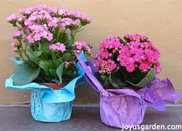 Caring For Flowering Kalanchoes A Popular Succulent Houseplant Blooming Succulents Plants House Plants