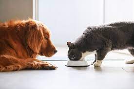 Adopting A Pet Ask Yourself These Questions First