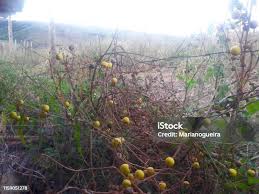 Image result for Solanum aculeatissimum