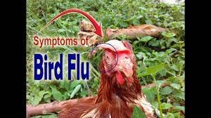 Avian flu, or bird flu, refers to a group of diseases that result from infections with specific influenza authorities have mostly reported the disease in farmed poultry, such as chickens, geese, turkeys h5n1 bird flu can cause severe symptoms in humans. Avian Bird Flu Bird Flu Symptoms In Chickens Symptoms Of Bird Flu In Chickens Poultry Diseases Youtube