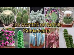 Image result for Cactaceae