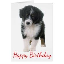 Australian Shepherd Happy Birthday Puppy Dog Card Zazzle Com Happy Birthday Puppy Dog Cards Australian Shepherd Puppy