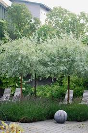 'arbequina' olive tree is the star of the show!it has it all! 27 Beautiful Garden Designs With Olive Trees Gardenoholic