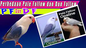 Perbedaan Fisik Dan Genetik Antara Lovebird Pale Fallow Dan Dun Fallow Youtube