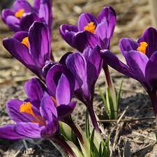 Crocus Vernus Flower Record Crocus Flowers Plants