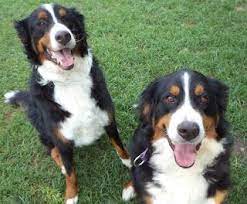 Bernese mountain dog collie mix. Bordernese Dogs The Bordernese Is Not A Purebred Dog It Is A Cross Between The Border Collie And The Bernese Mountain Purebred Dogs Bernese Mountain Dog Dogs