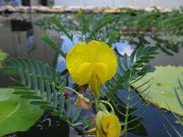 Image result for Aeschynomene fluitans