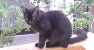 What Will Happen If Black Cat Crosses Your Path