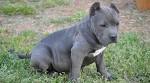PuppyFind | American Pitbull Puppies for Sale