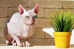 Sphynx Cats — 5 Things to Know About Living With Hairless ...