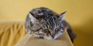 Por Que Mi Gato Hace Como Si Estuviera Amamantando Motivos Principales
