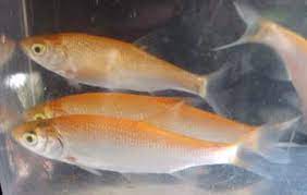 Maybe you would like to learn more about one of these? Golden Orfe William Tricker Inc
