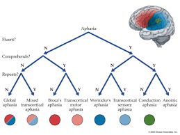 classical aphasia scheme via blumenfeld 2011 aphasia