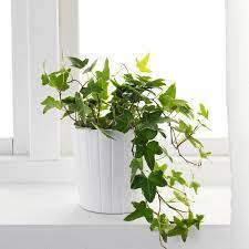 English Ivy Plant Care Tips Hedera Helix Pastel Dwelling Ivy Plant Indoor English Ivy Plant Plants